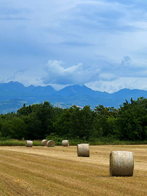 Home Property in a green field with a mountain background